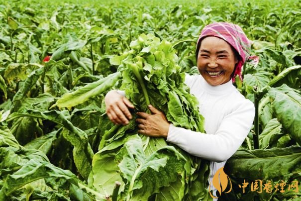 煙葉稅是什么，煙葉稅如何計(jì)算