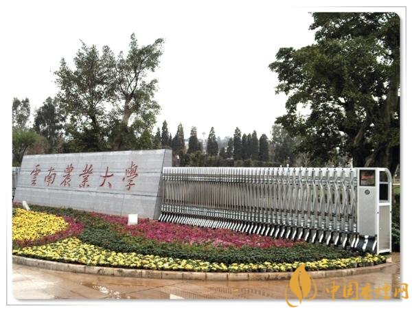 煙草專業(yè)大學(xué)排名，煙草專業(yè)就業(yè)前景好
