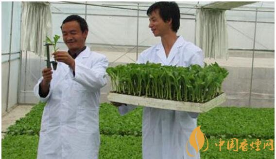 煙草專業(yè)大學(xué)排名，煙草專業(yè)就業(yè)前景好