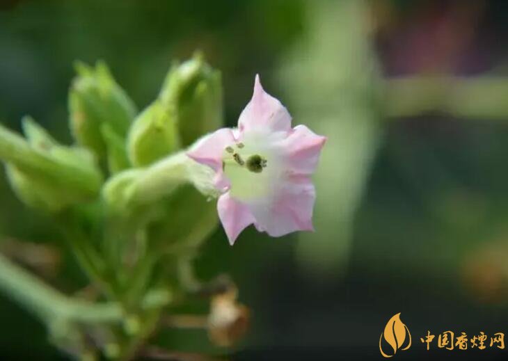 煙草花花語(yǔ)是什么，煙草花什么時(shí)候開(kāi)花