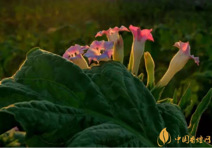 煙草花花語(yǔ)是什么，煙草花什么時(shí)候開(kāi)花