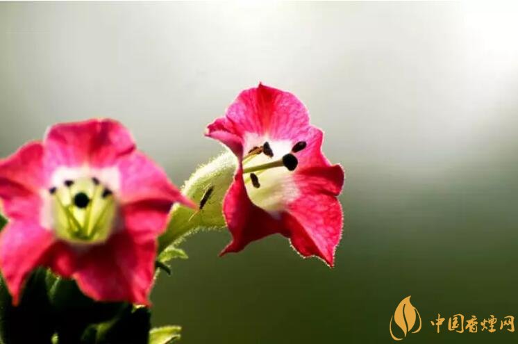 煙草花花語(yǔ)是什么，煙草花什么時(shí)候開(kāi)花