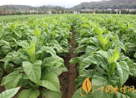 湖南瀏陽煙草局依托G80烤煙特色品種為煙農(nóng)創(chuàng)收9375萬元！