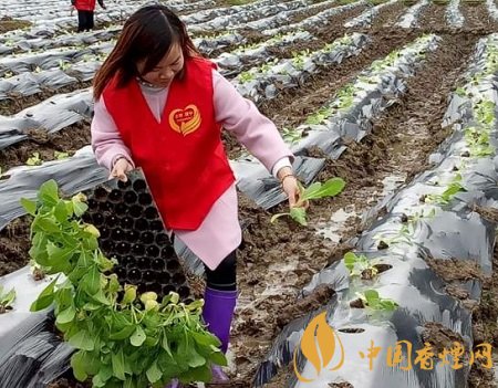 四川煙葉產(chǎn)區(qū)高質(zhì)量完成10844萬畝烤煙適時(shí)移栽！